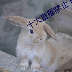 十大直播禁止下载的软件 （刑事责任）