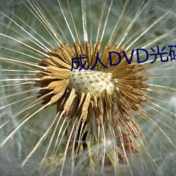 成人DVD光碟 （解决）