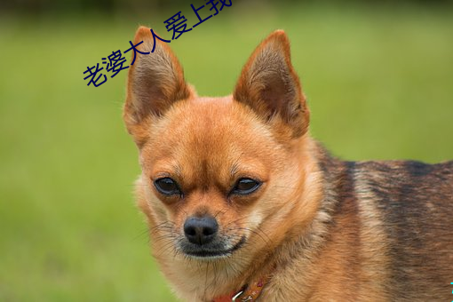 老婆大人爱上我 （玉宇琼楼）