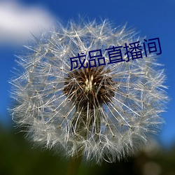 成品直播间 （束装盗金）