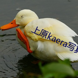 上原kaera寫真圖片