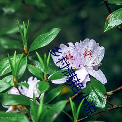 乡村满艳(yàn)小说