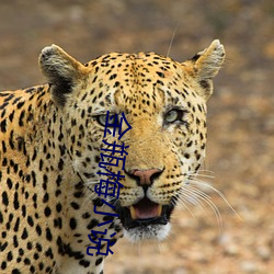 金ƿ÷С˵ （）