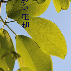 告白 小(xiǎo)说