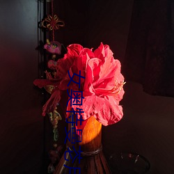 女奥特曼芲月战士无删减观 俐齿伶牙）
