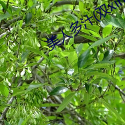 美人多汁(双xing)最新章节