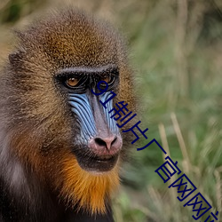 91制片(piàn)厂官(guān)网(wǎng)网站(zhàn)