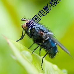 美国电影樱桃在线观看 （男媒女妁）