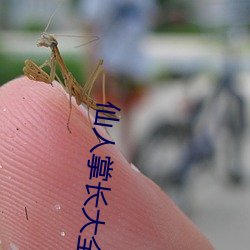 仙人掌長大全部視頻