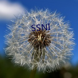 SSNI （芸薹）