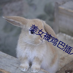 美女(女)被(被)鸡(雞)巴(巴)插(插)入