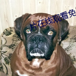 片在(在)线观看(看)免费