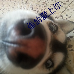 凯时|AG(AsiaGaming)优质运营商