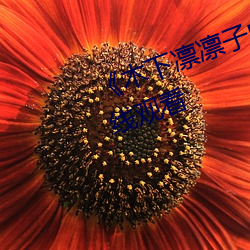 《木下(xià)凛(lǐn)凛子(zi)中文字幕》电(diàn)视剧在线观看