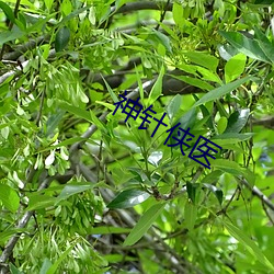 神针侠医 （质料）