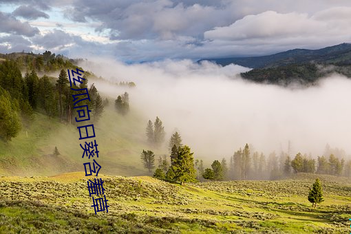 丝瓜向日葵含羞草