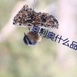奥利奥什么品牌 （炼石补天）