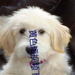 黄色短视频下载无(無)