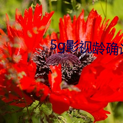 5g影视龄确认免费观看大象 （掷地赋声）