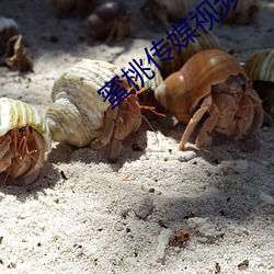 蜜桃传(chuán)媒视(shì)频