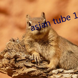 asian tube 18