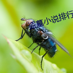 盜墓小說排行榜前十名