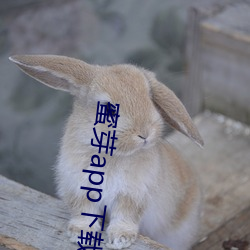 蜜芽app下载汅api免费下