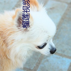 榴莲视频II444