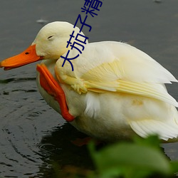 大茄子精品导航