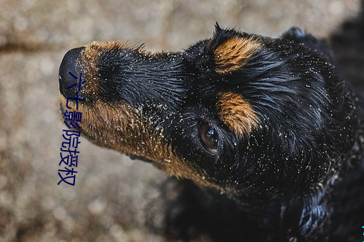 六七影院授权