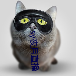 sy夜月直播
