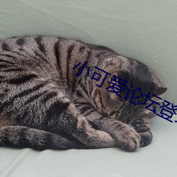 小可爱论坛登录
