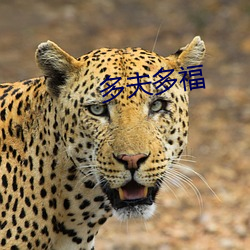 多夫多福
