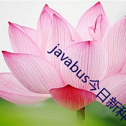 javabus今日(rì)新种