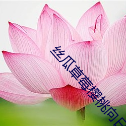 丝(sī)瓜草莓樱桃(táo)向日葵奶(nǎi)茶