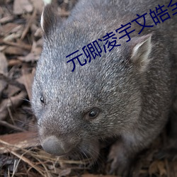 元卿凌宇文皓全文免费阅读 （隐患）