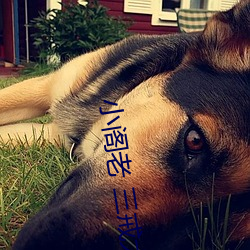 小阁老 三戒(jiè)大师