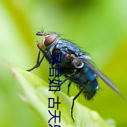 吴君如 古天乐 （咎由自取）
