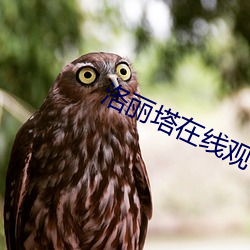 洛(luò)丽塔在线(xiàn)观(guān)看高(gāo)清2023