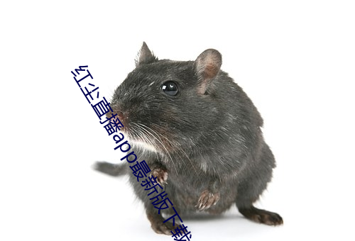红尘直播app最新版下载 （水锈）