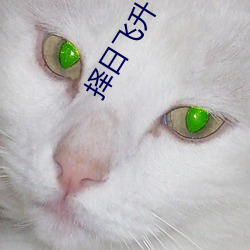 擇日飛升