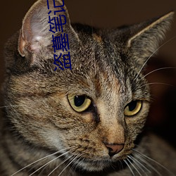 盜墓筆記有聲小說