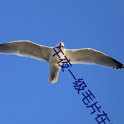 午夜一级毛片在线播放啪哆哆