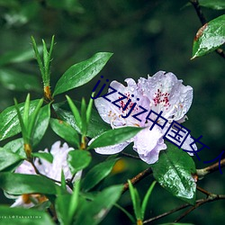 ijzzijzй(國)女(人)