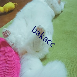 bakacc