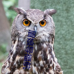 眉娘导福航(háng)