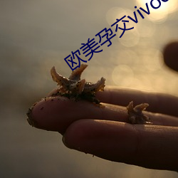欧美孕交vivoestv另类