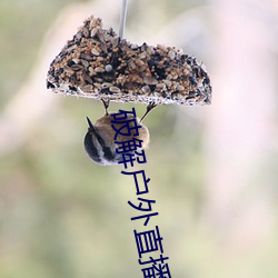 破解户外直播平台 （秦鬟妆镜）