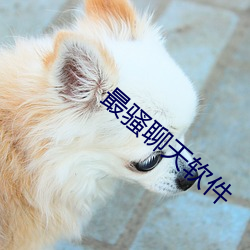 最骚聊天软件(件)