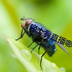 晚上看直播哪个软件好